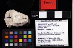 Foto (Objket + Etiketten) von Cyclothyreus divaricatus (Schweitzer & Feldmann, 2009) 